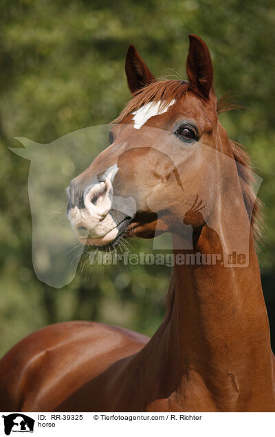 horse / RR-39325