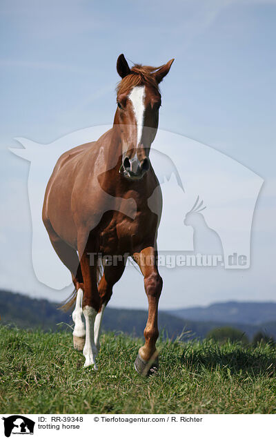 trotting horse / RR-39348