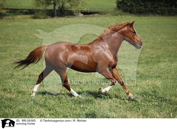 running horse / RR-39365