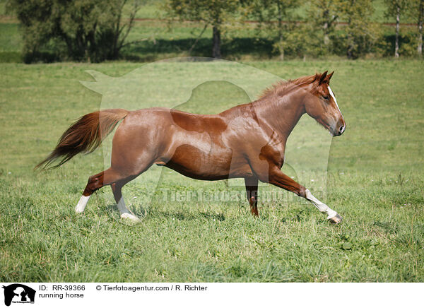 running horse / RR-39366