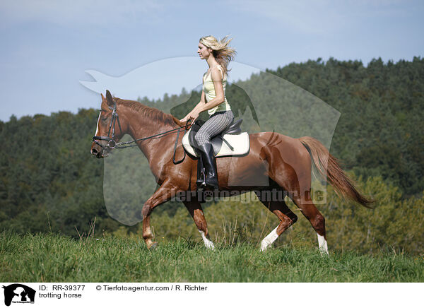 trabendes Deutsches Reitpony / trotting horse / RR-39377