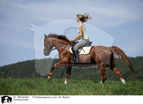 running horse / RR-39382