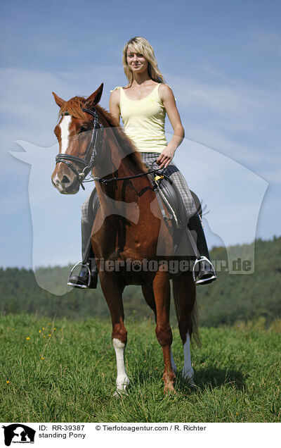 standing Pony / RR-39387
