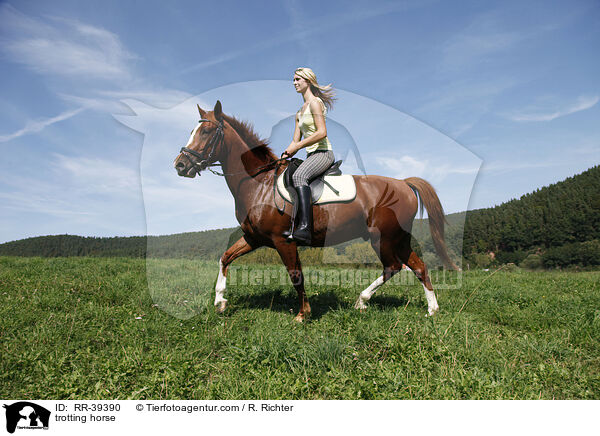 trotting horse / RR-39390