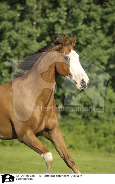 pony portrait / AP-09255