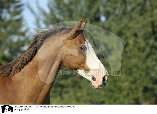 pony portrait / AP-09256