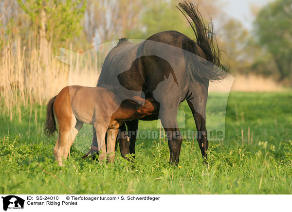 Deutsche Reitponys / ponies / SS-24010