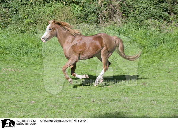 galloping pony / NN-01633