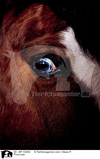 Pony eye / AP-10292