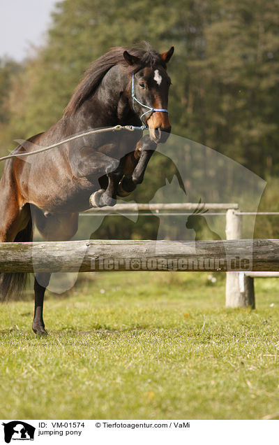 jumping pony / VM-01574