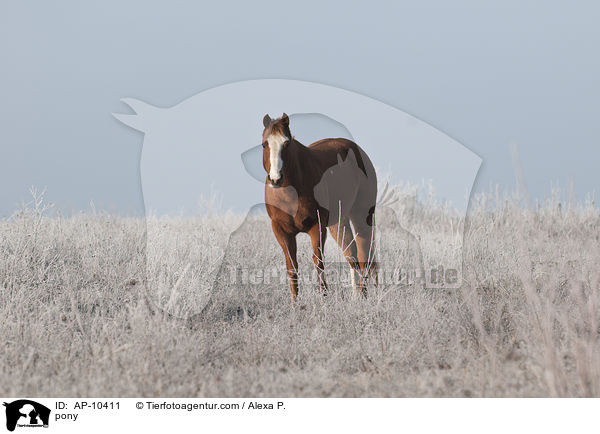 pony / AP-10411