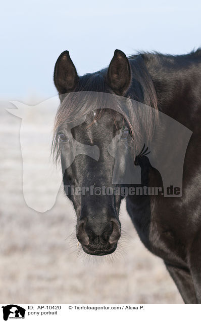 pony portrait / AP-10420