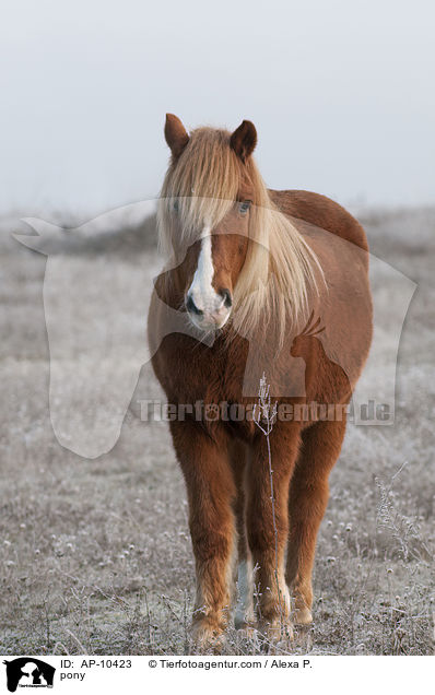 pony / AP-10423