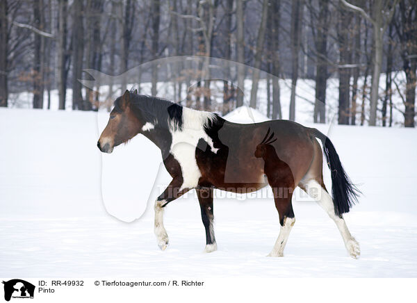 Pinto / RR-49932