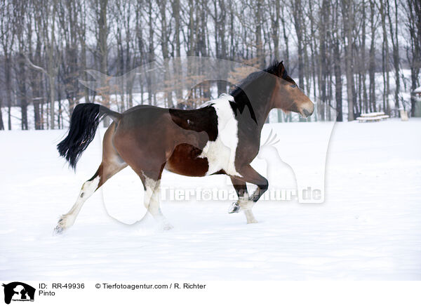 Pinto / RR-49936
