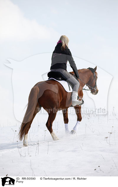 Deutsches Reitpony / Pony / RR-50590