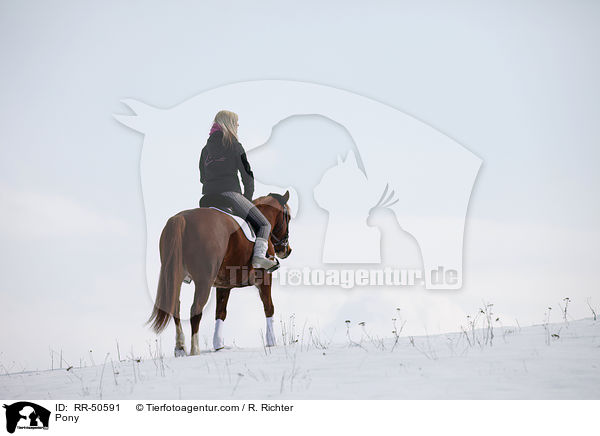 Deutsches Reitpony / Pony / RR-50591