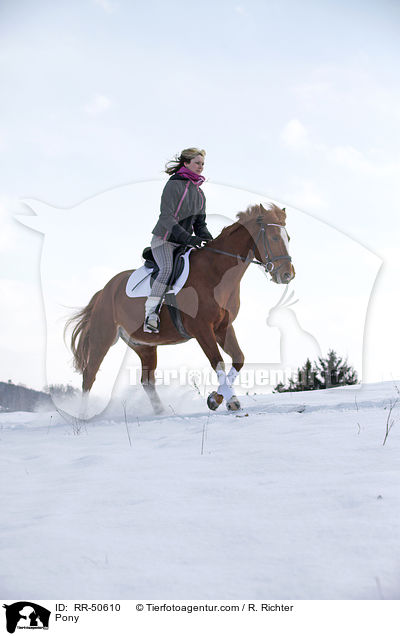Deutsches Reitpony / Pony / RR-50610