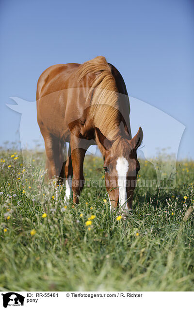 pony / RR-55481