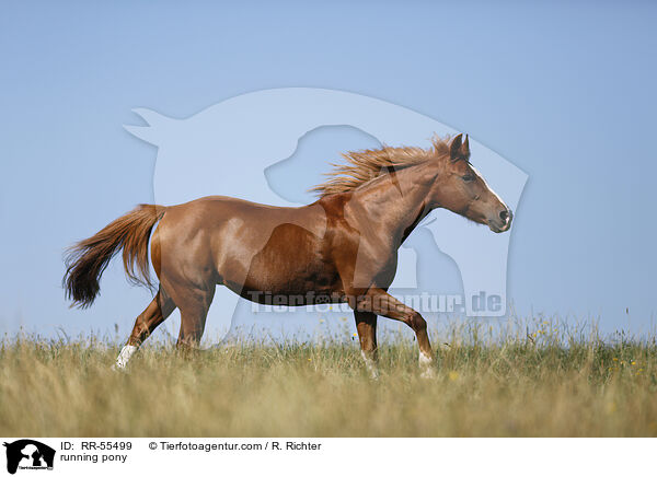 running pony / RR-55499