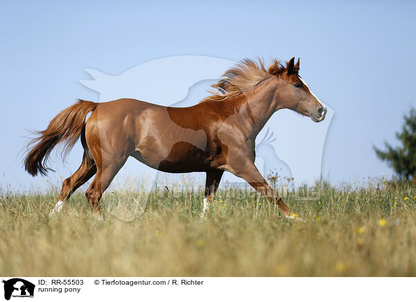 running pony / RR-55503