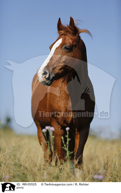 pony / RR-55525