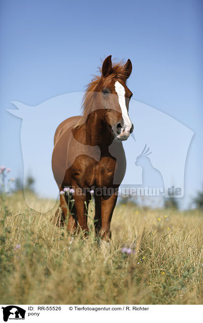 pony / RR-55526