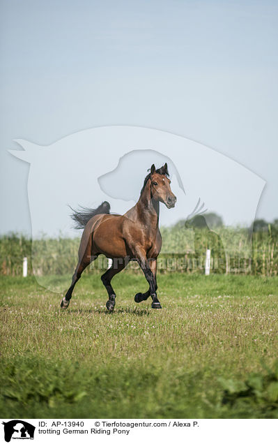 trotting German Riding Pony / AP-13940