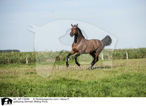 galloping German Riding Pony / AP-13946