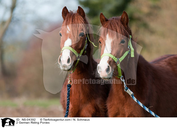 2 German Riding Ponies / NS-04392