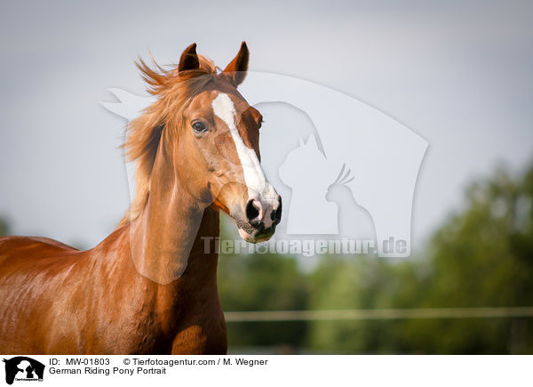 German Riding Pony Portrait / MW-01803