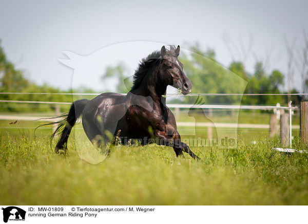 running German Riding Pony / MW-01809