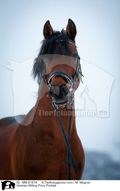 German Riding Pony Portrait / MW-01818