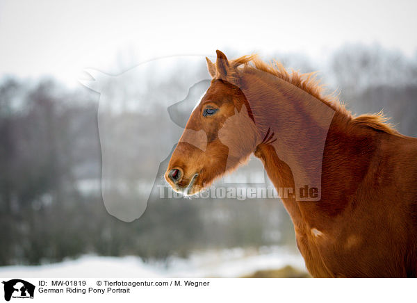 German Riding Pony Portrait / MW-01819