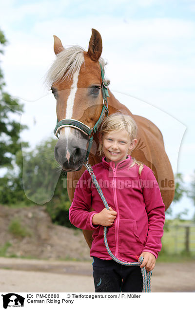 German Riding Pony / PM-06680