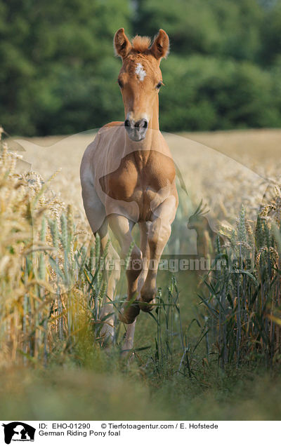 German Riding Pony foal / EHO-01290