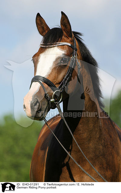 German Riding Pony portrait / EHO-01291