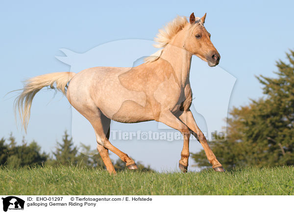 galloping German Riding Pony / EHO-01297