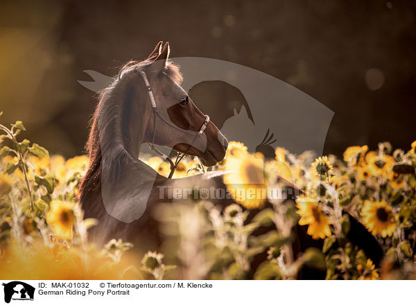 German Riding Pony Portrait / MAK-01032