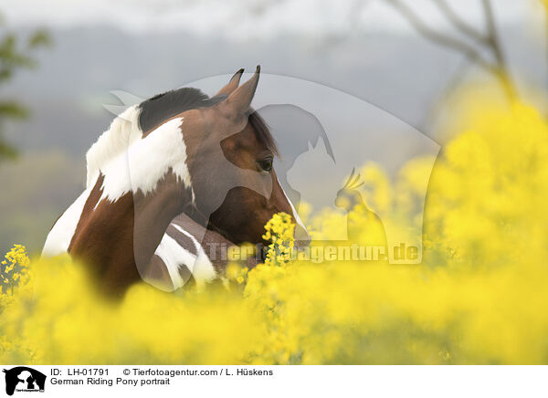German Riding Pony portrait / LH-01791