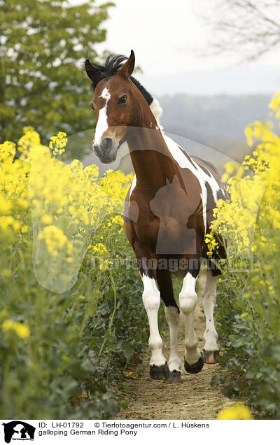 galloping German Riding Pony / LH-01792