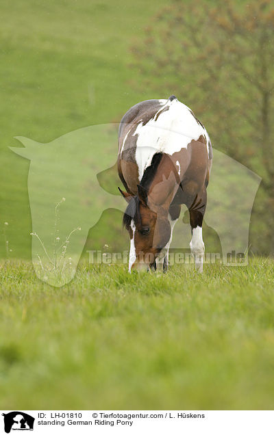 standing German Riding Pony / LH-01810