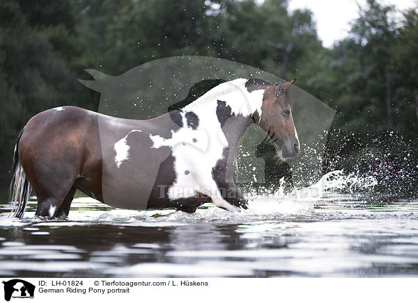 German Riding Pony portrait / LH-01824
