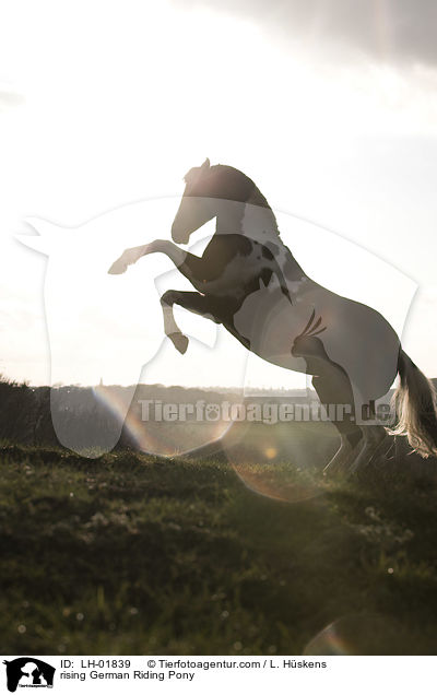 rising German Riding Pony / LH-01839