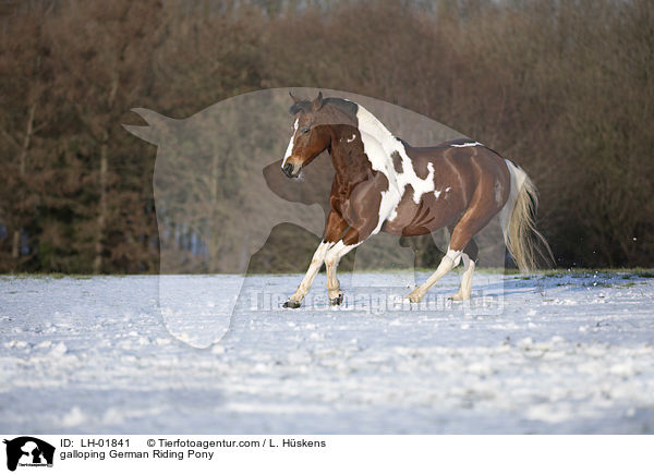 galloping German Riding Pony / LH-01841