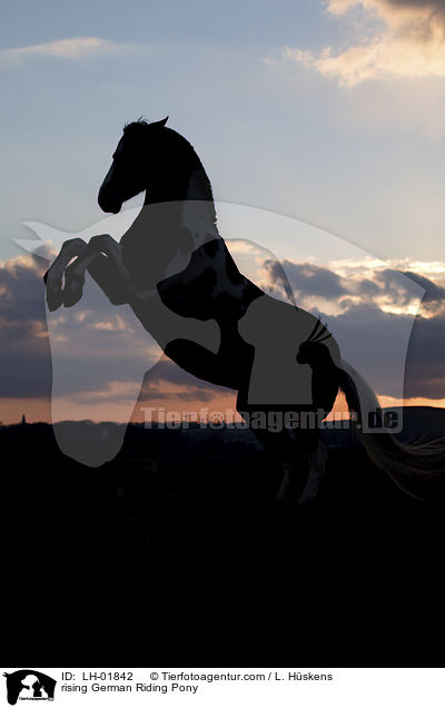 rising German Riding Pony / LH-01842