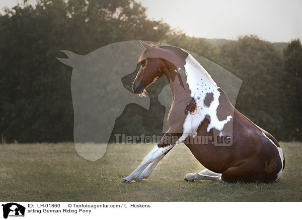 sitting German Riding Pony / LH-01860