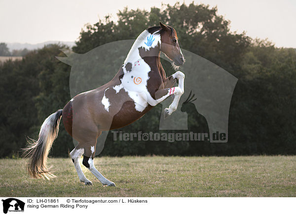 rising German Riding Pony / LH-01861
