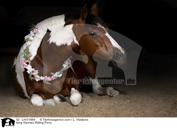lying German Riding Pony / LH-01866
