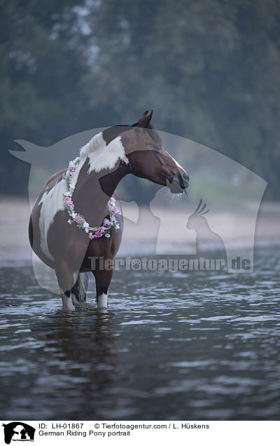 German Riding Pony portrait / LH-01867